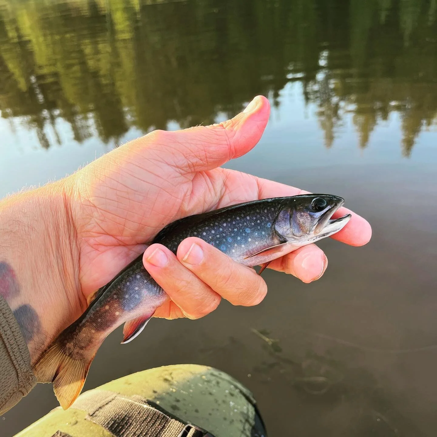 Put in the work for these brookies,
.
.
#brooktrout #hike #takeahike #flyfishing #bellyboat #explorewisconsin