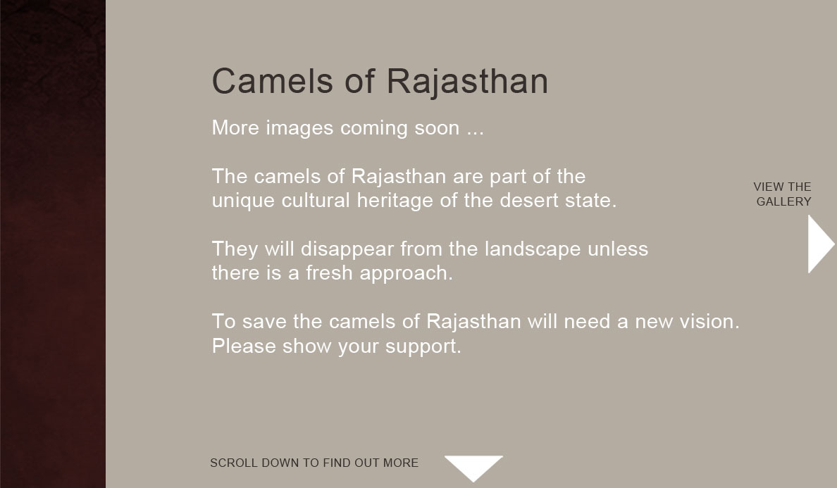 Camels-of-Rajasthan_image-gallery.jpg