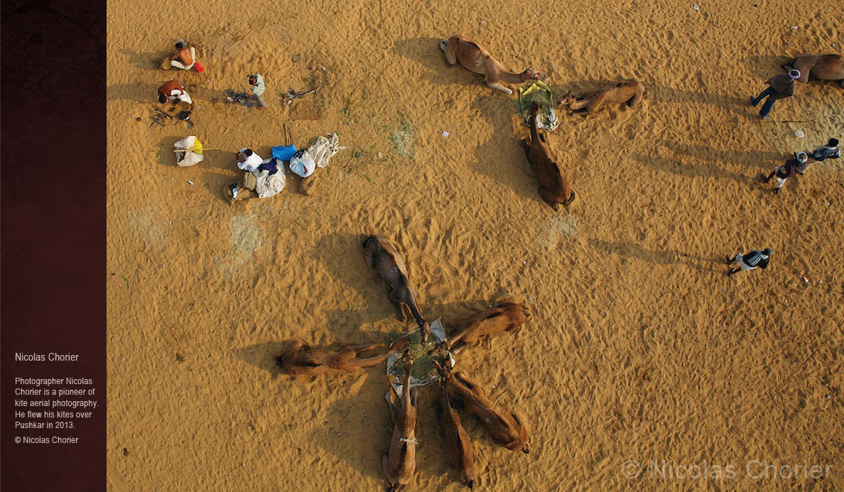 Camels-of-Rajasthan_camel-star-nicolas-chorier.jpg