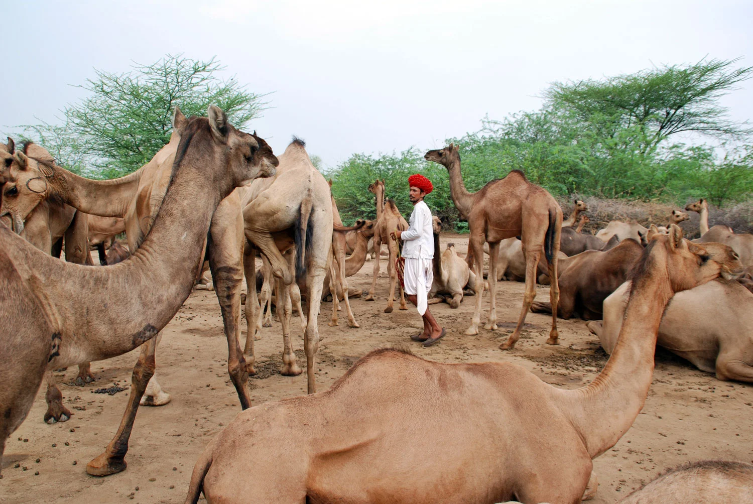 camels-of-rajasthan_camel-herd-DSC_0033.jpg