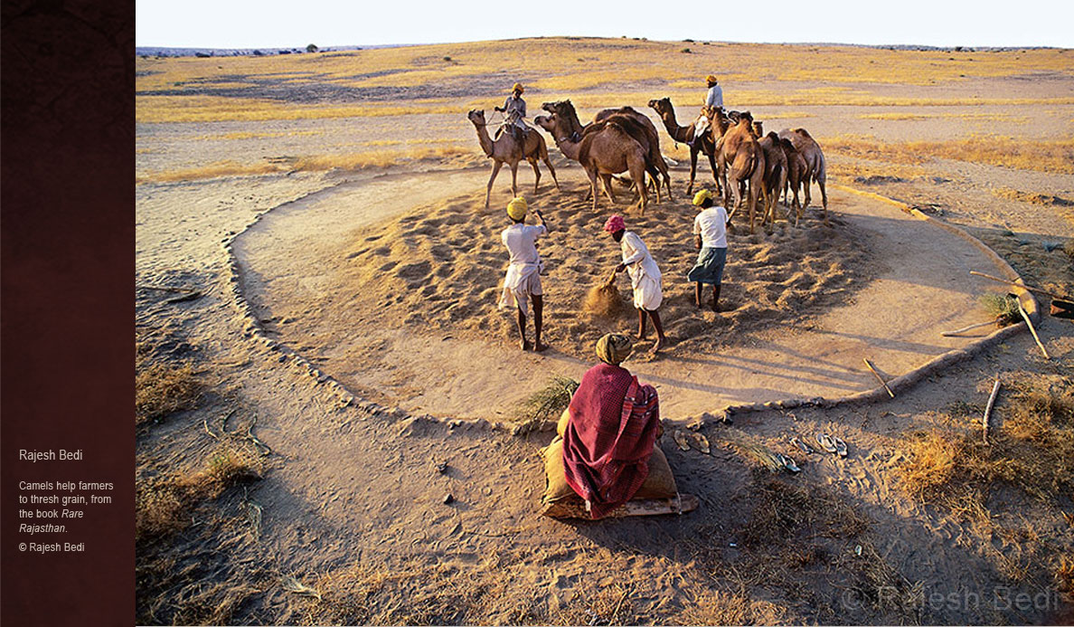 Camels-of-Rajasthan-threshing-grain-rajesh-bedi.jpg