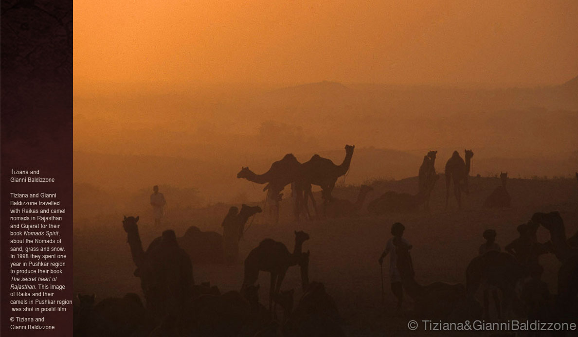 Camels-of-Rajasthan_Tiziana-e-Gianni-Baldizzone.jpg