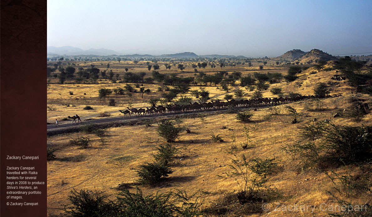 Camels-of-Rajasthan_zackary-canepari.jpg