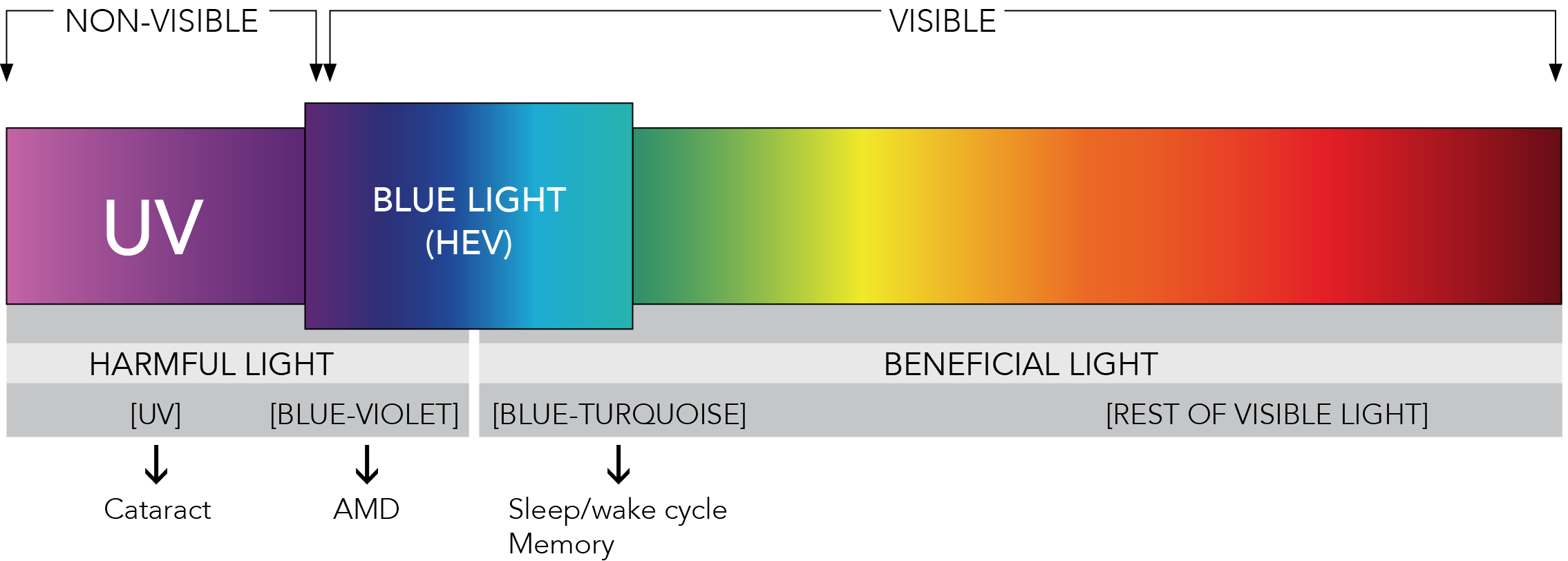 Uanset hvilken Kosciuszko undertøj What is blue light? — Blue Light Exposed