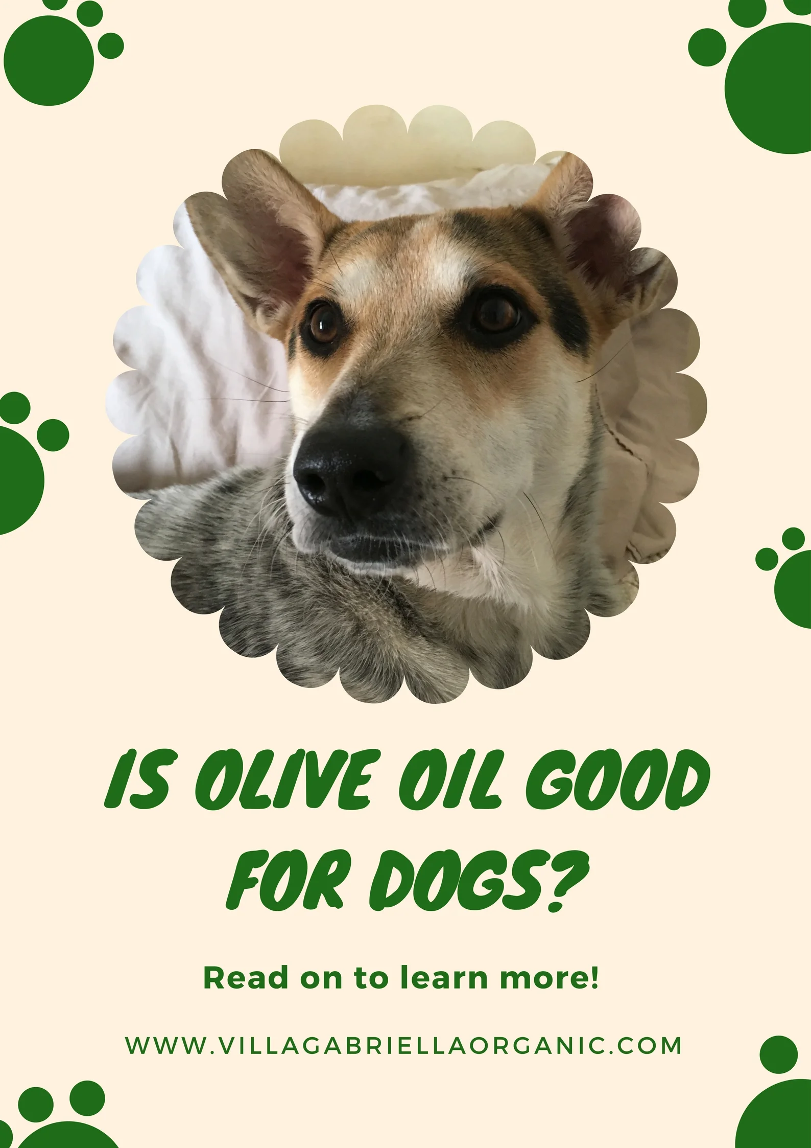 Olive oil and dogs.jpg