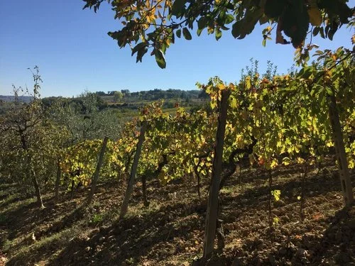VINEYARD.jpeg