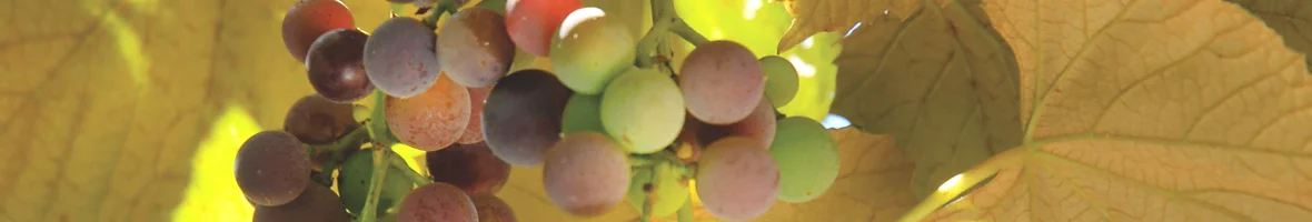 grapevines_banner.jpg