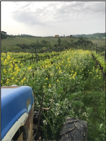 In the fall the cover crops are cleared before harvest. 