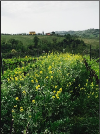 Mineral &amp; nutrient rich, the cover crops grow between the vine rows to fortify &amp; regulate the soil.