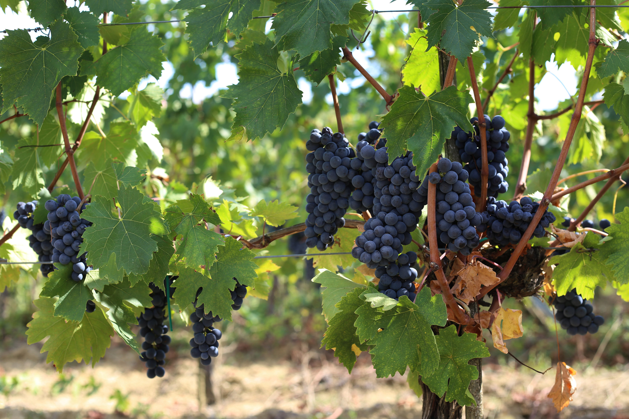 Our Organic Commitment