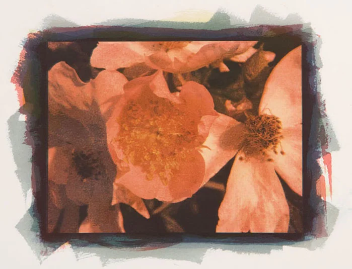 Anne van Leeuwen Poppy