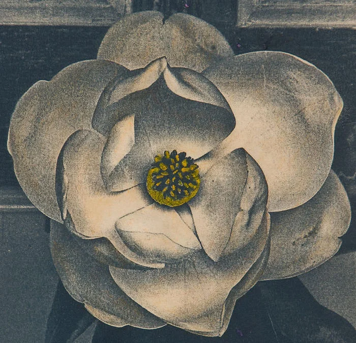 Anne van Leeuwen Magnolia