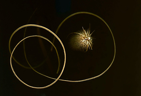 Niza Knoll_Sample Scanongraphy.jpeg