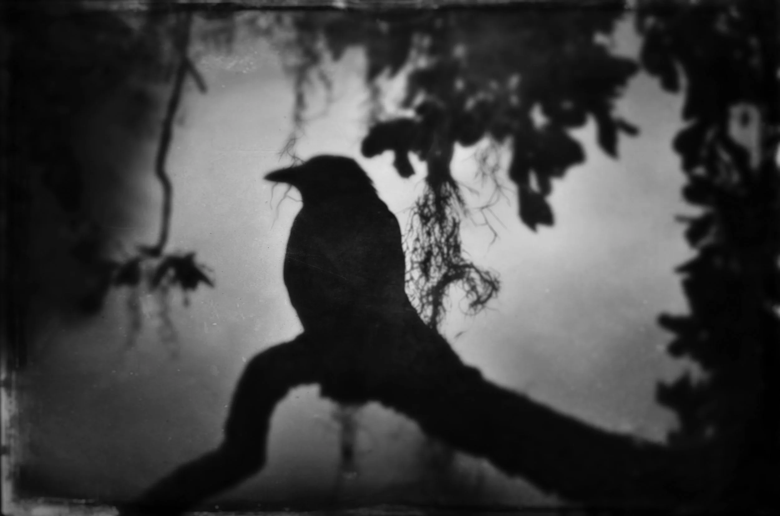 Wendi Schneider - Thoughts of Silence
