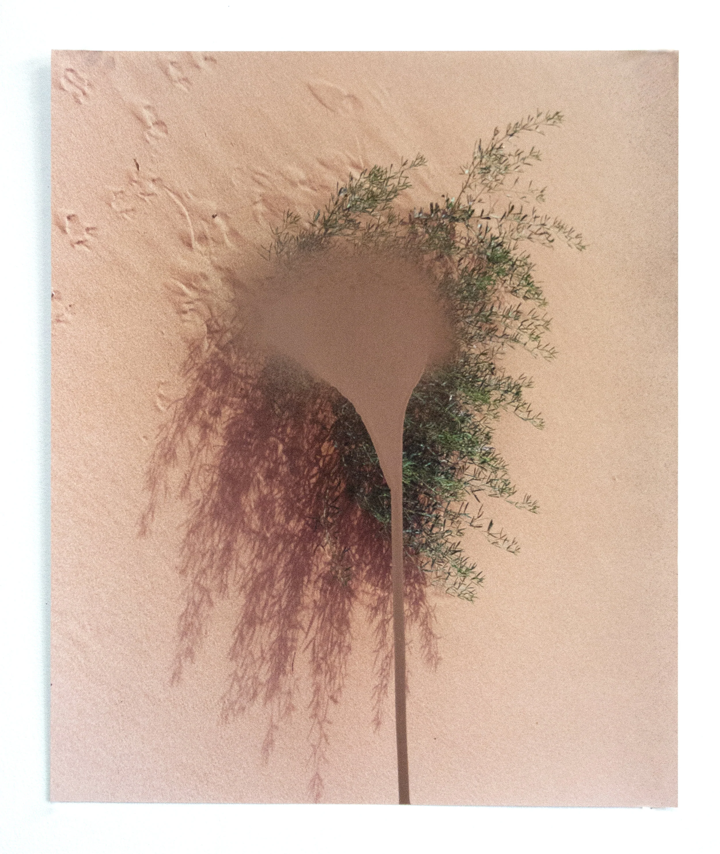 Letha Wilson Copper Pink Sanddunes