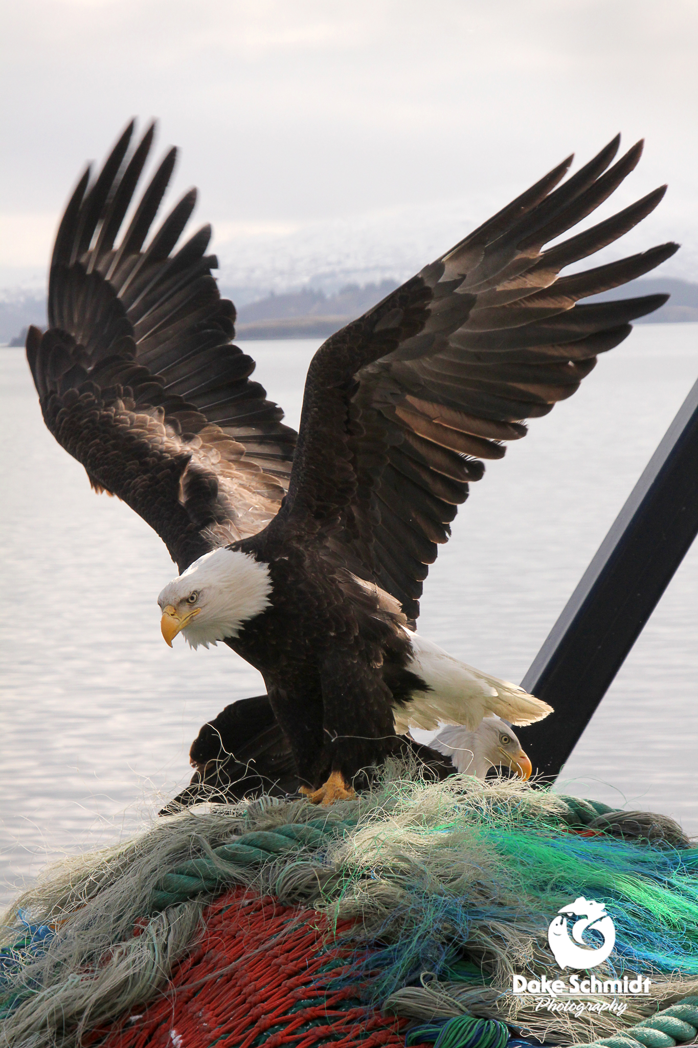 BECKY'S EAGLE