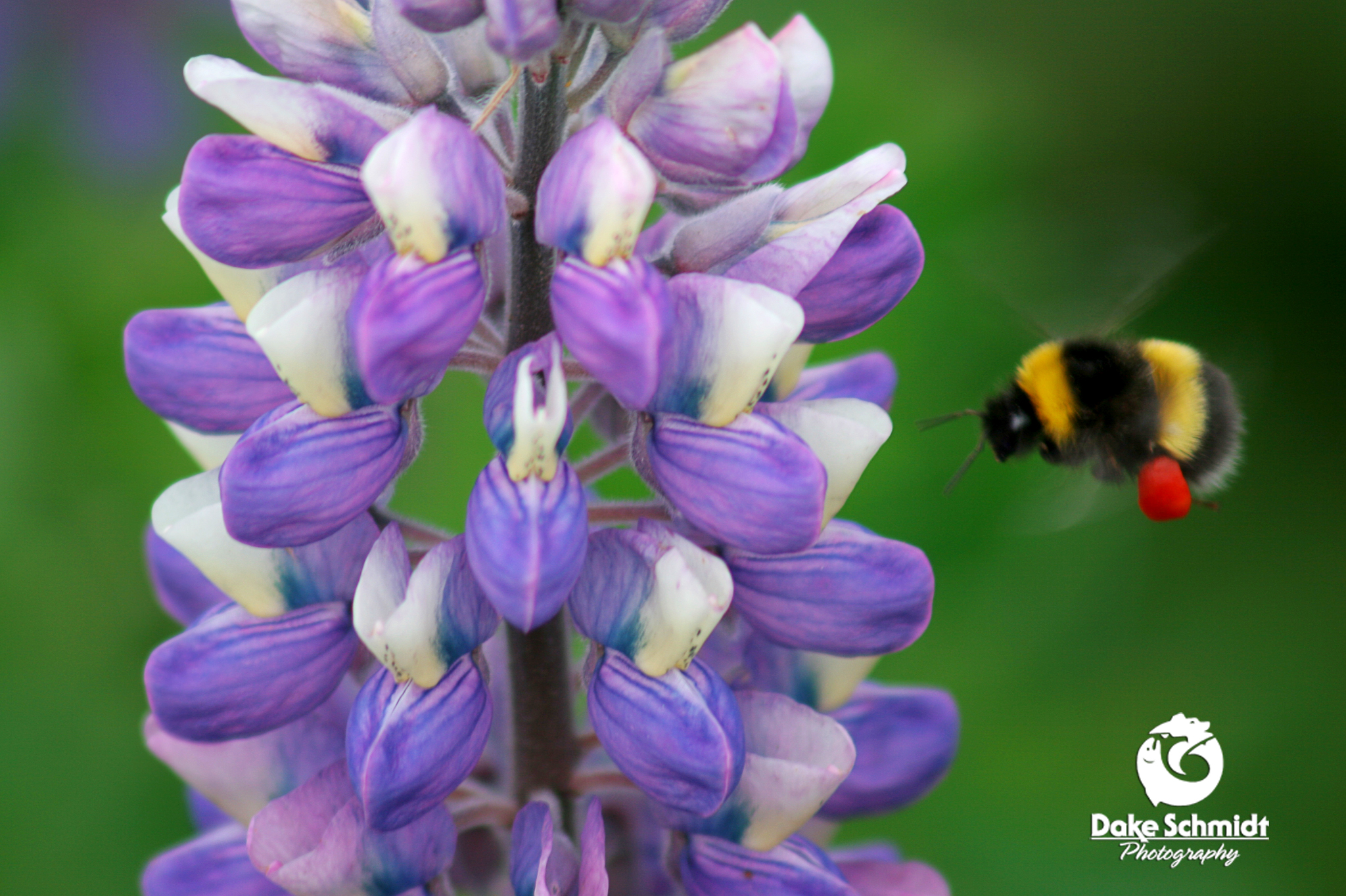 BEE & LUPINE