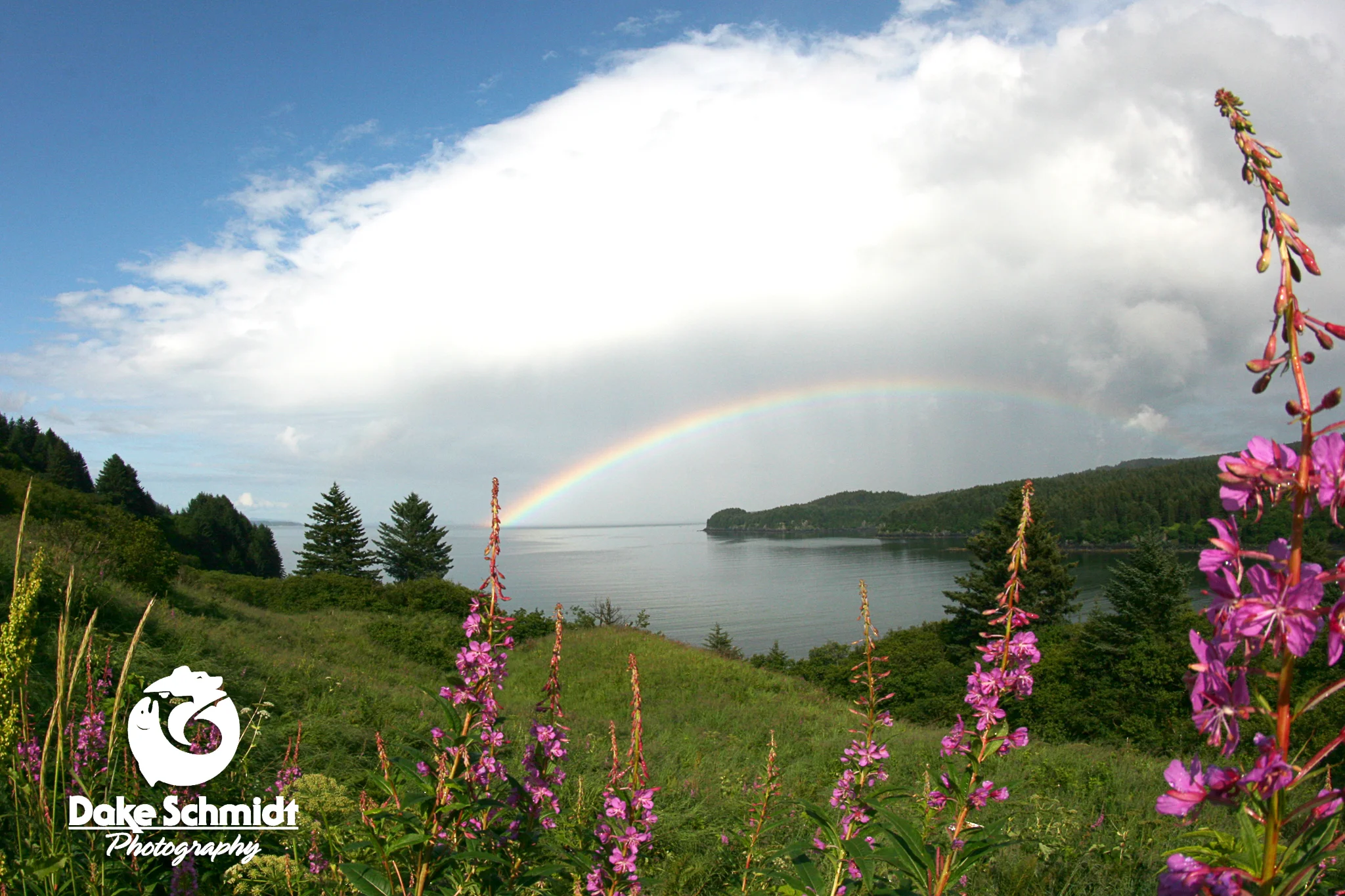 FIREWEED RAINBOW