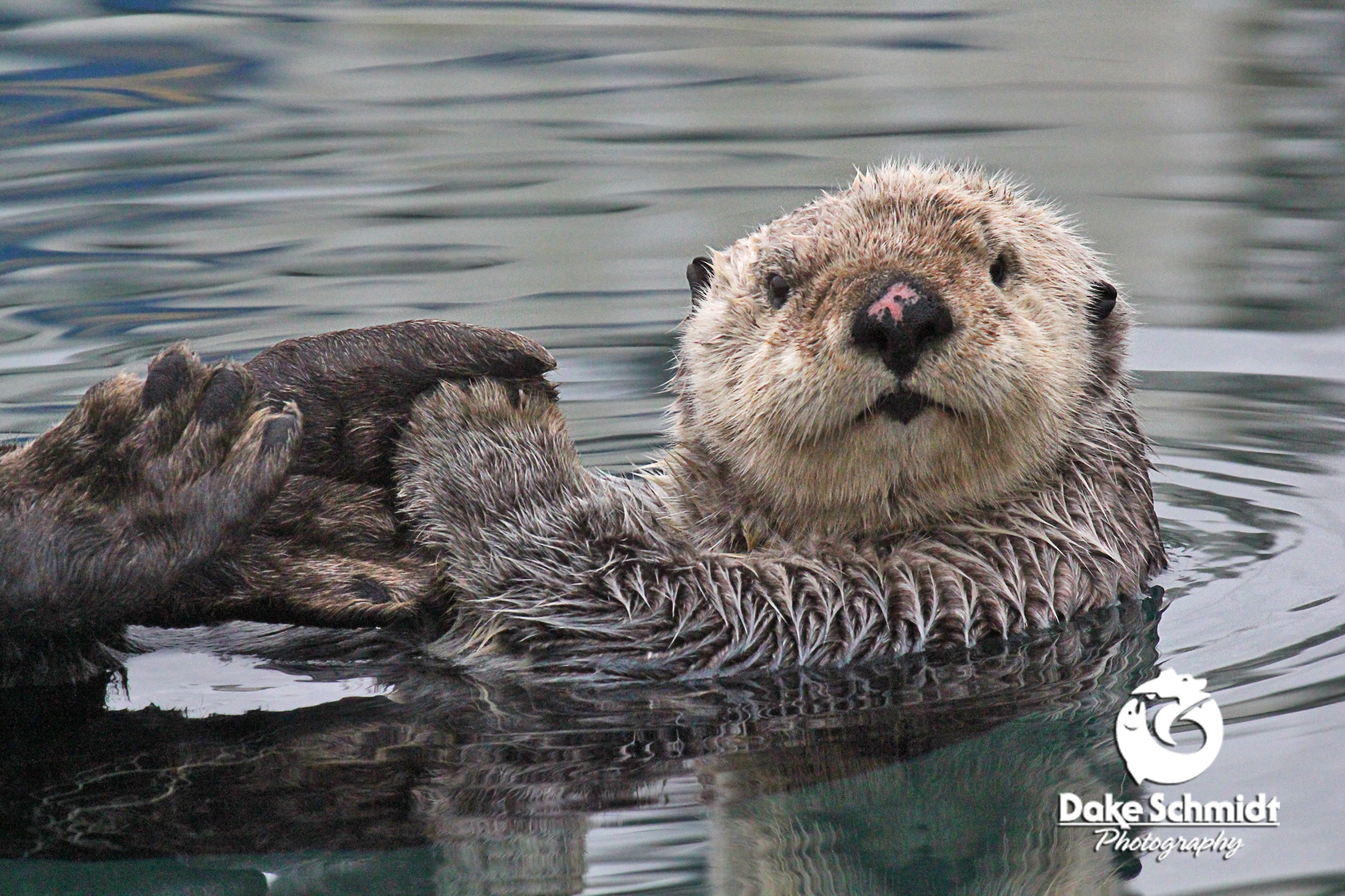 OTTER STOP