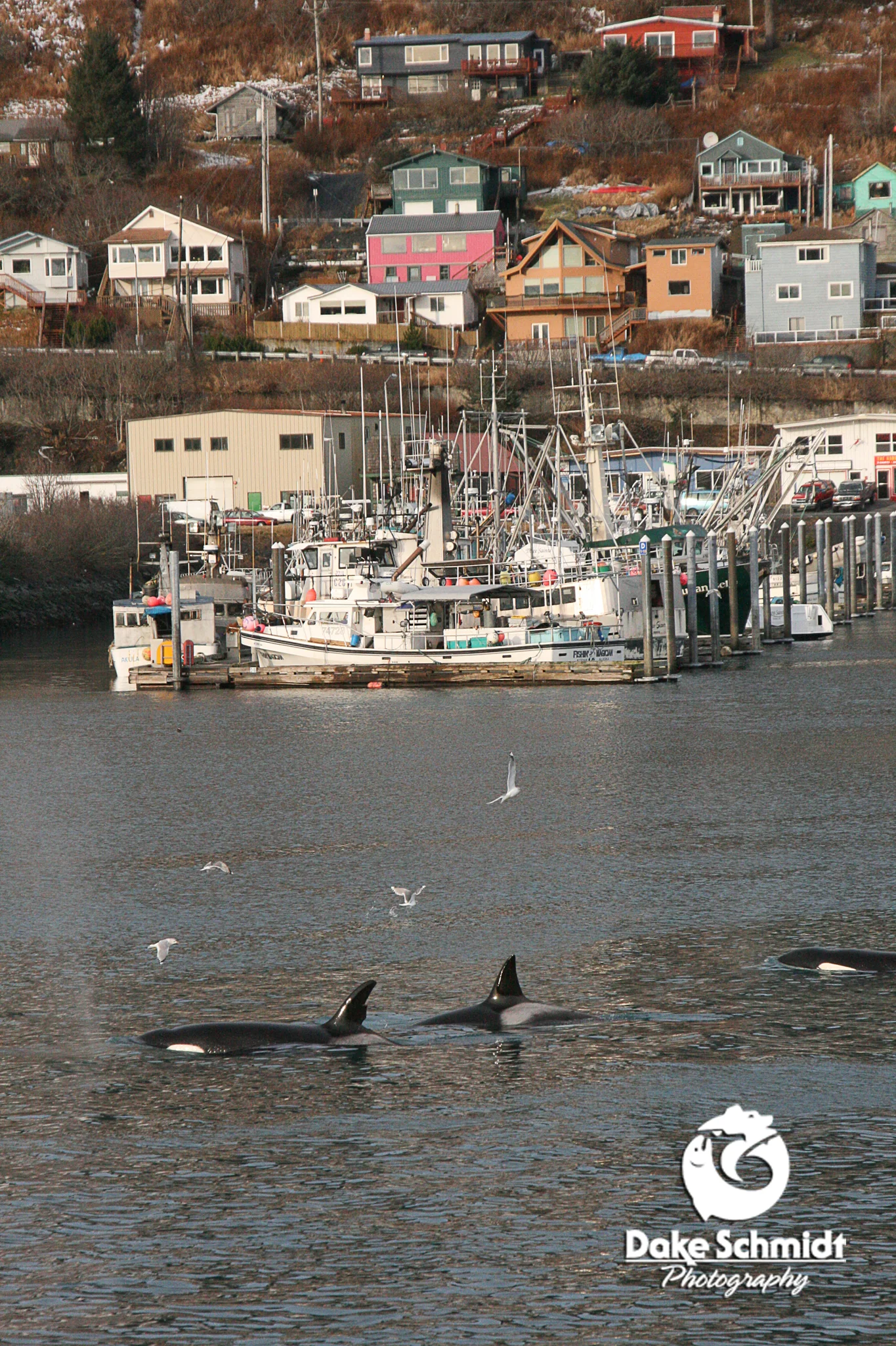 ORCAS
