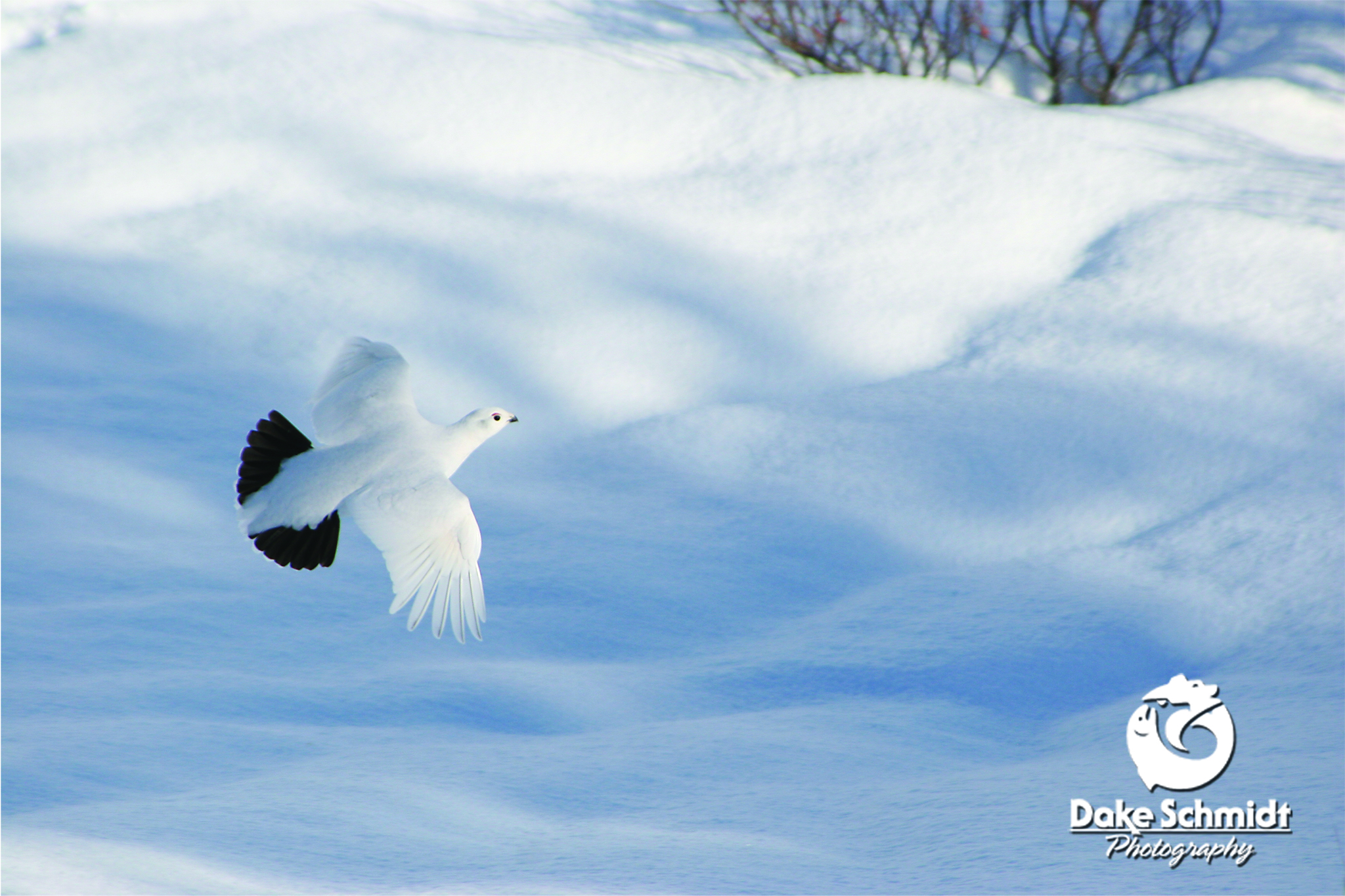 PTARMIGAN IN FLIGHT