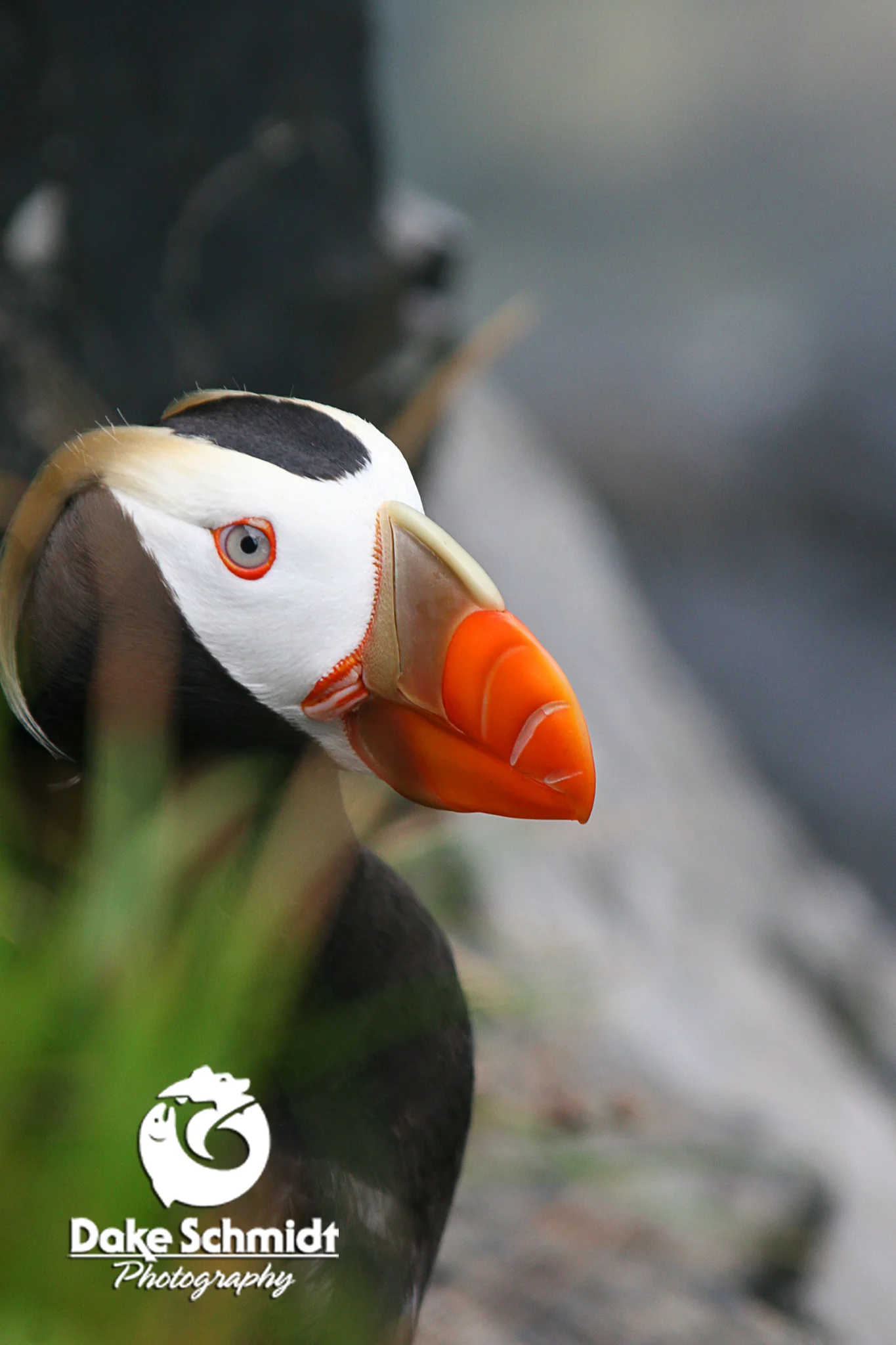 TUFTED PUFFIN
