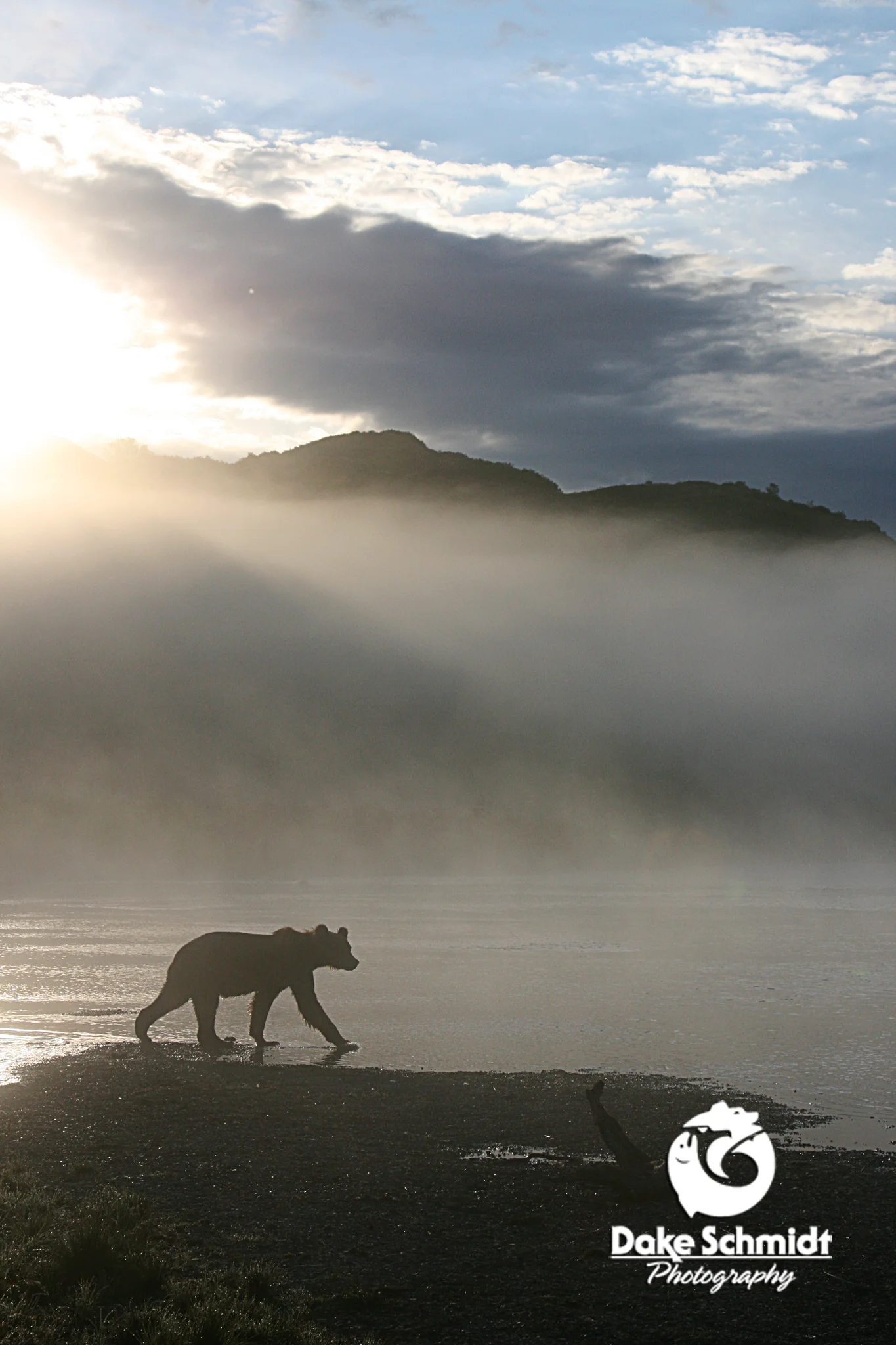 BEAR IN FOG