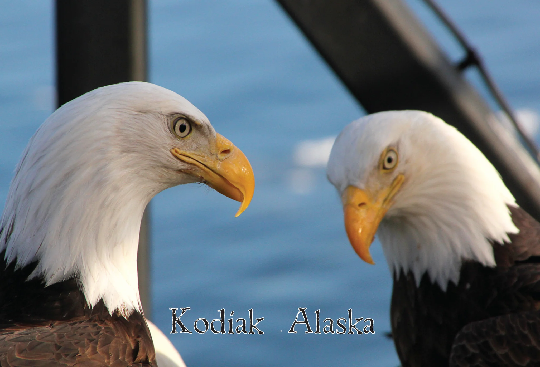 Pondering Pair PC.jpg