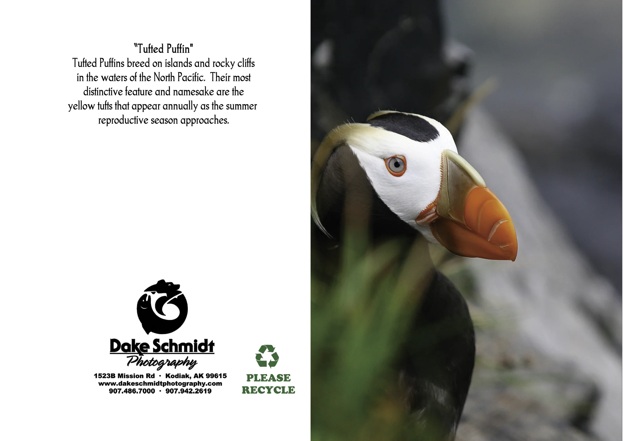 Tufted Puffin.jpg