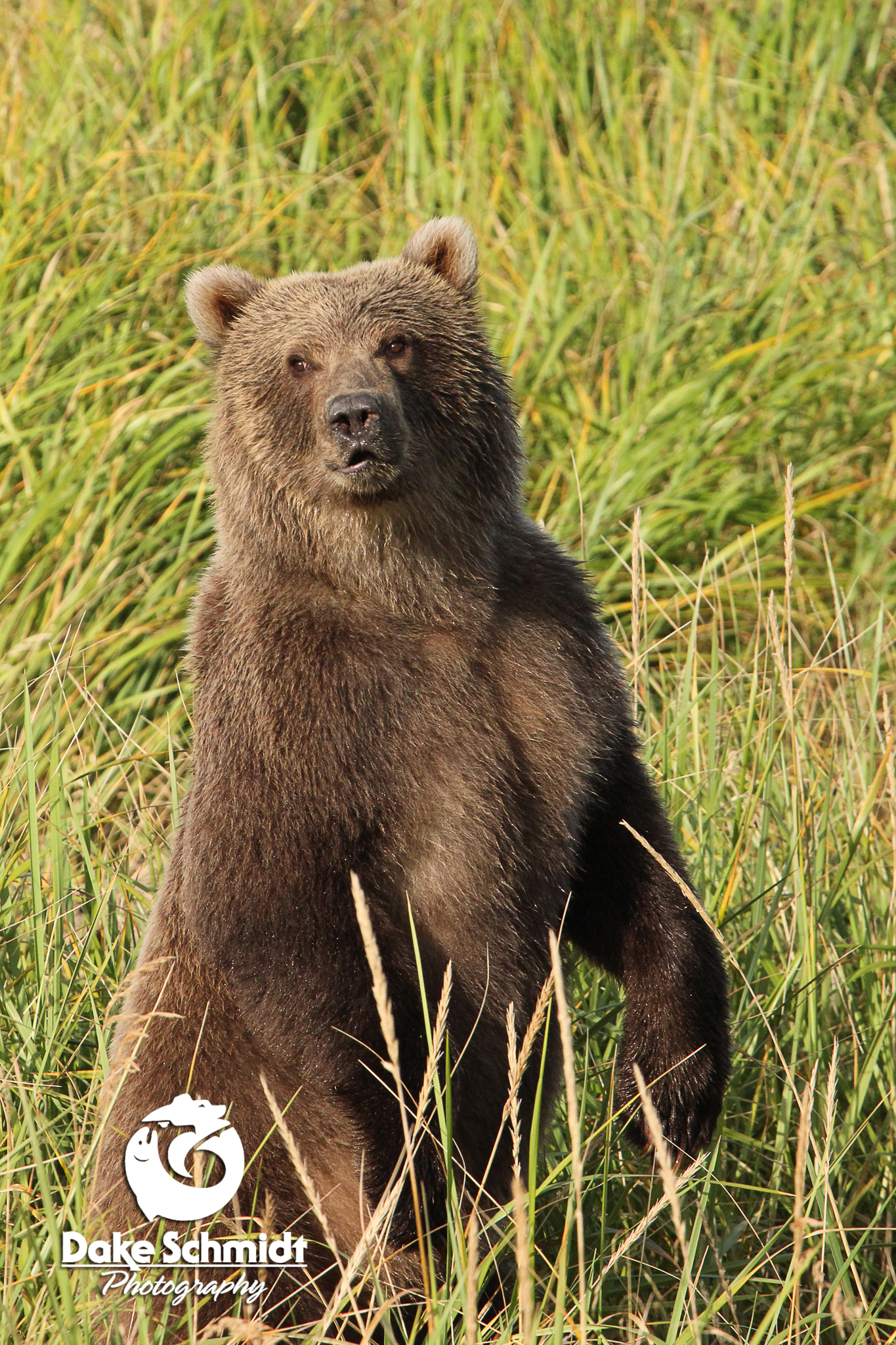 Hey Bear