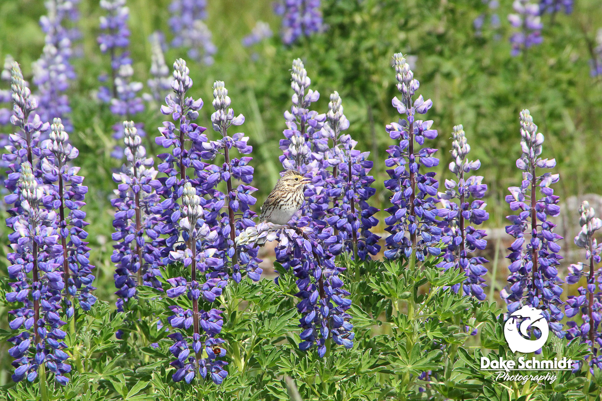Lupine Landing.jpg