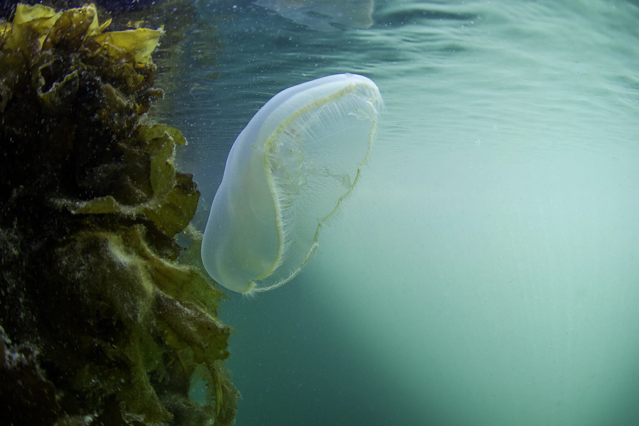Moon Jelly.jpg
