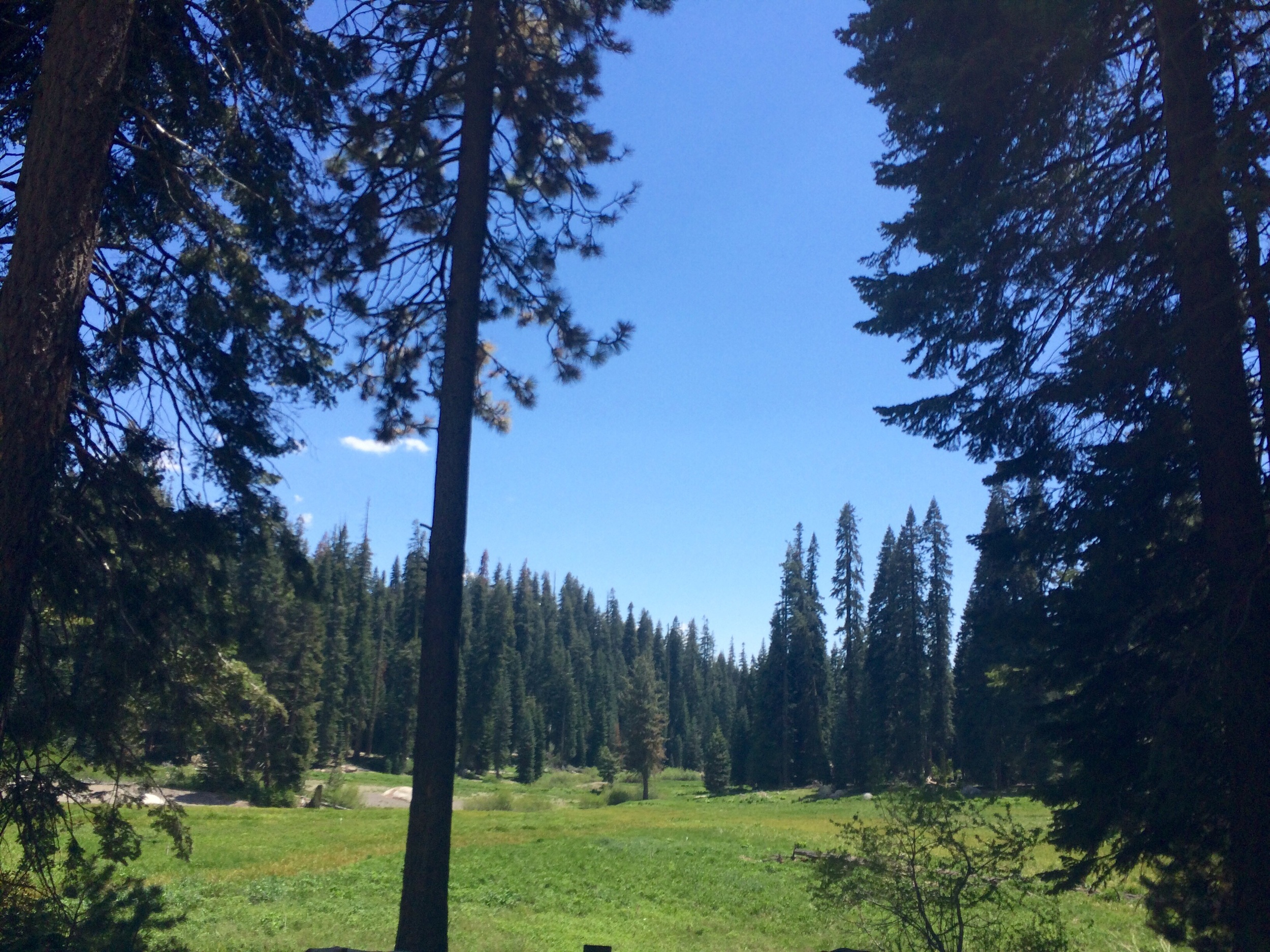 Sequoia National park