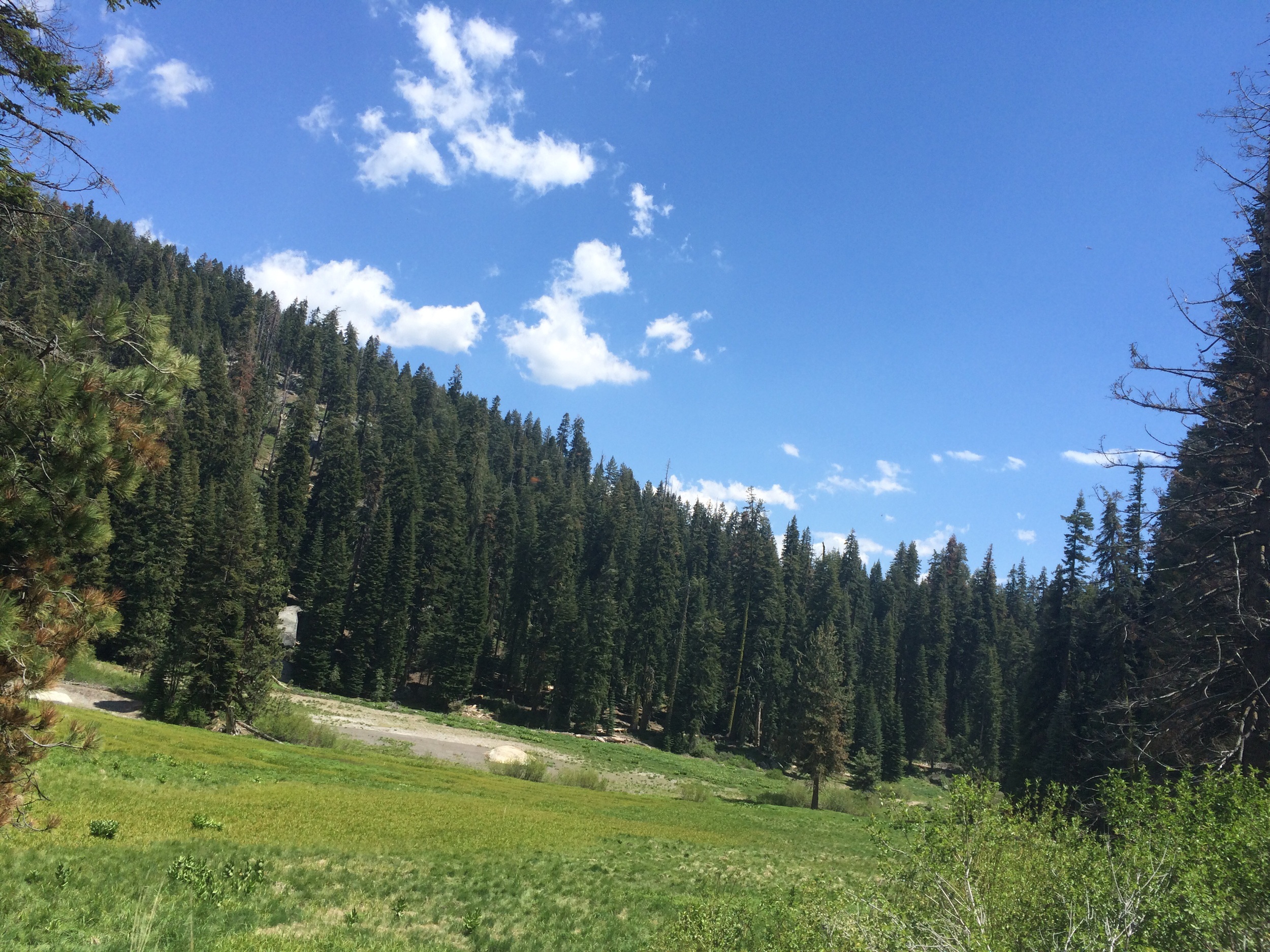 Sequoia National park