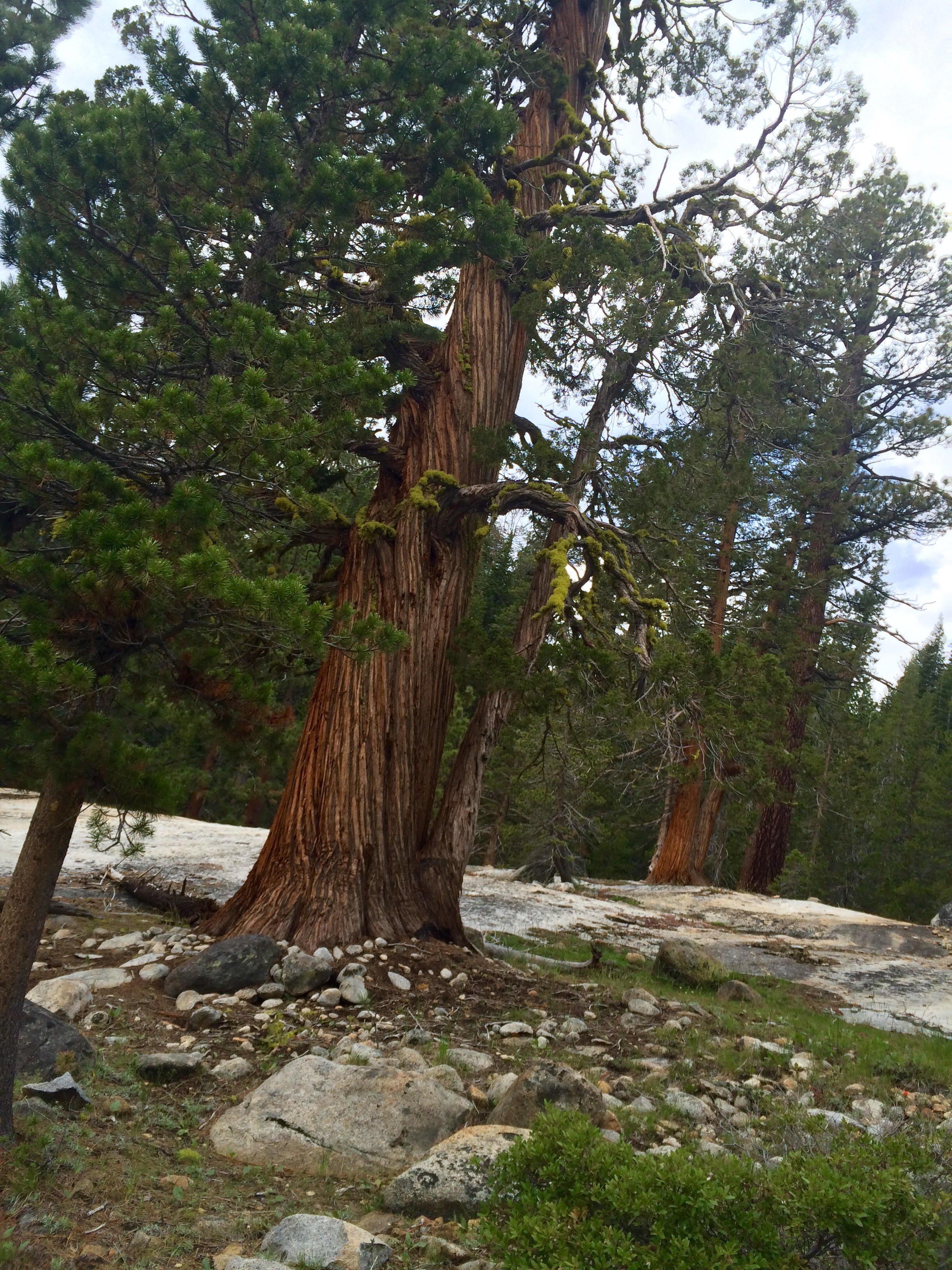 Yosemite National park