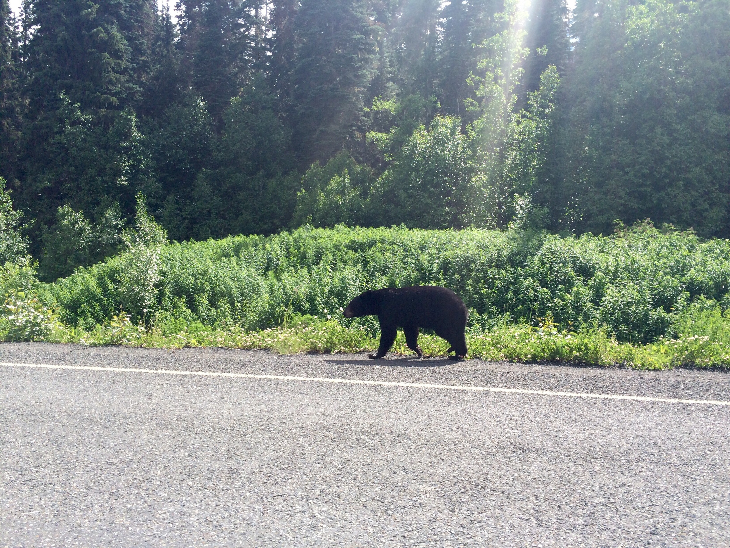 One of the black bears