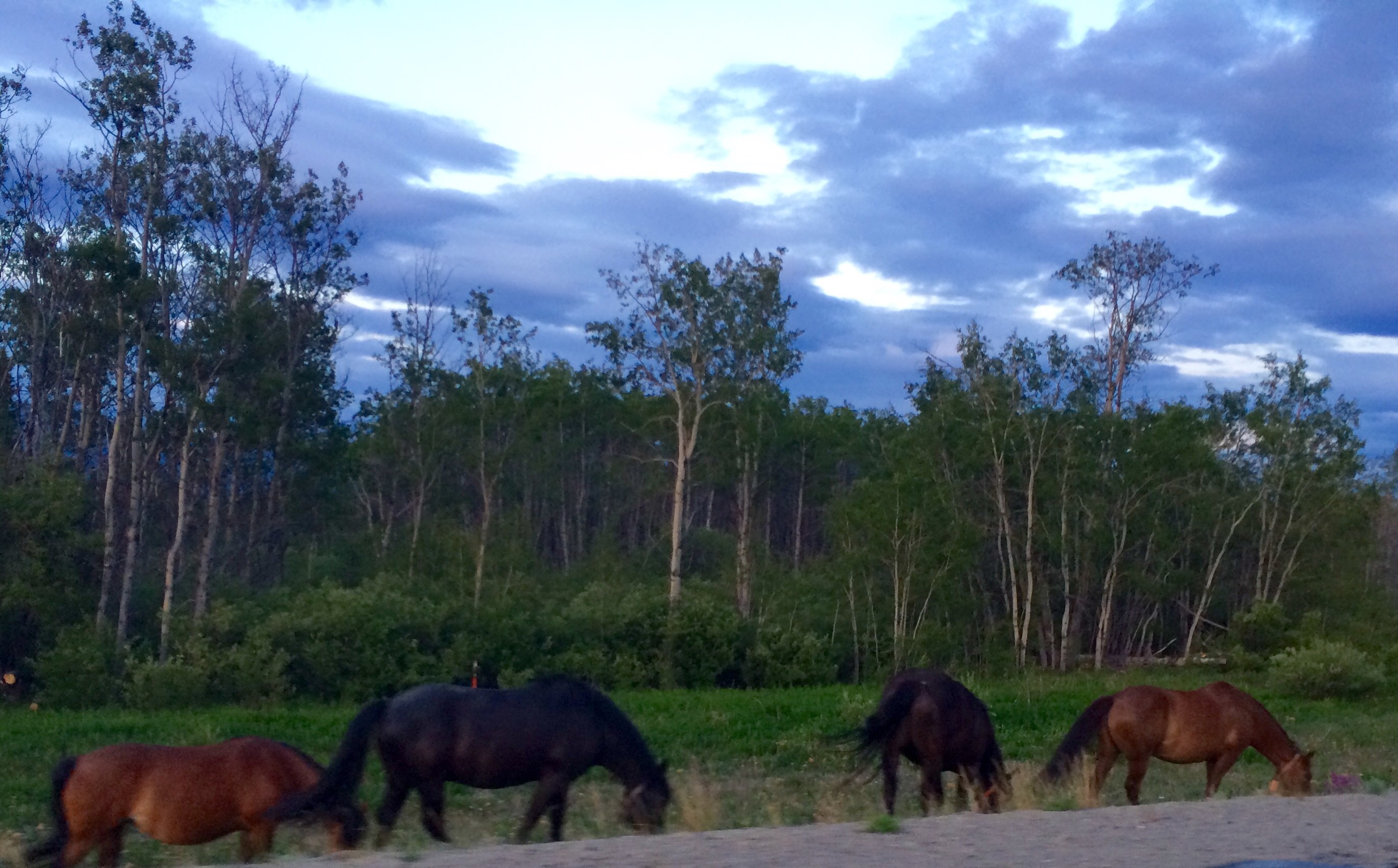 Yukon ponies