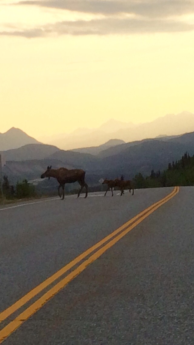 Momma moose and twin calves
