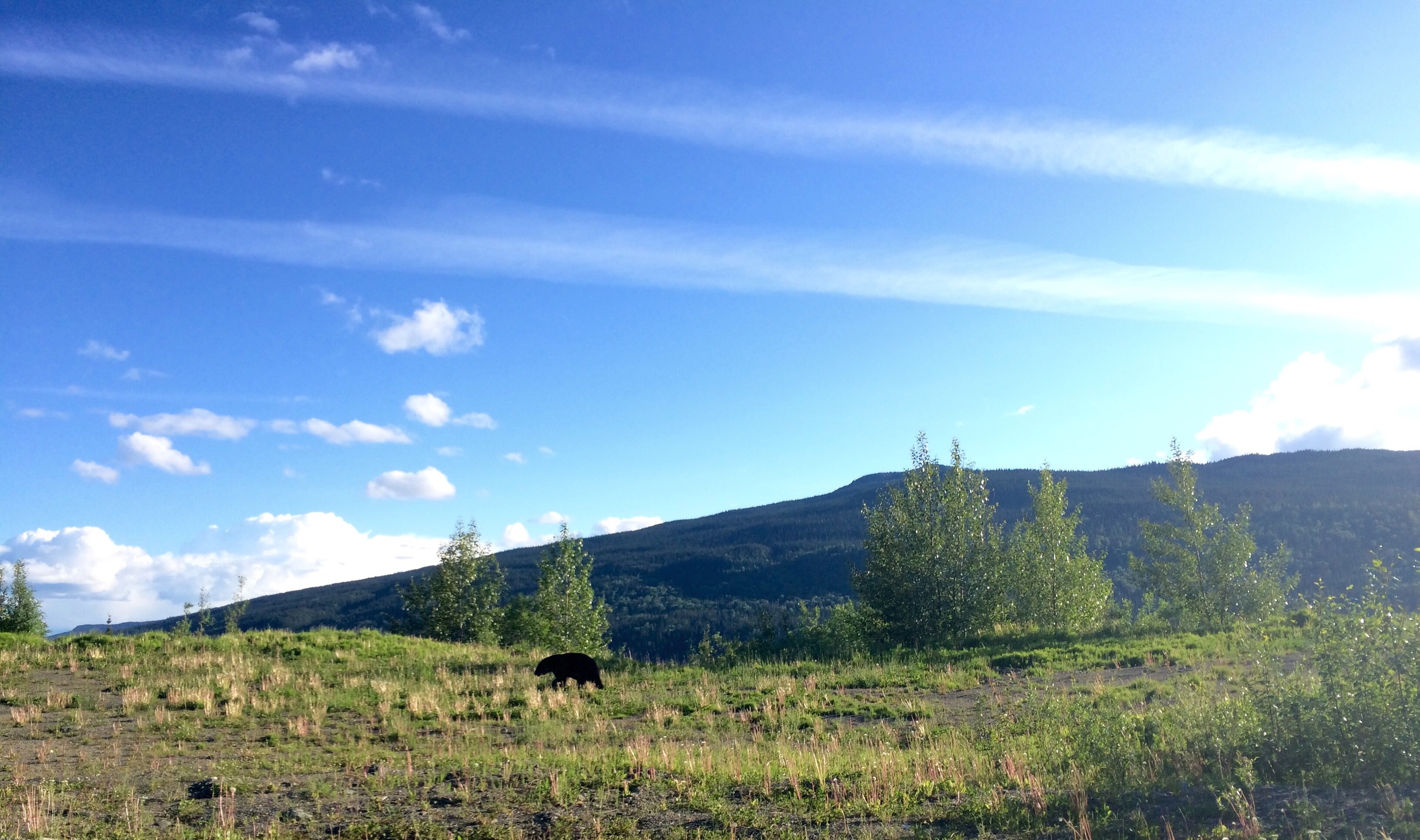 Another black bear it Sitkine