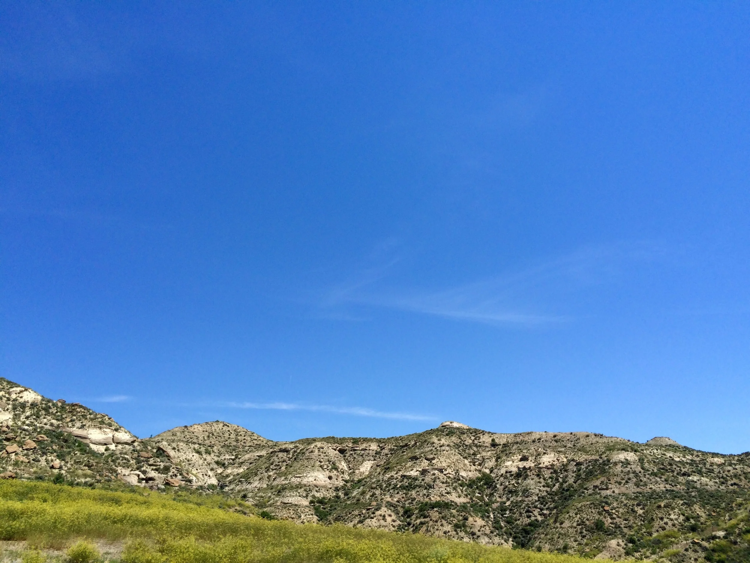 Buffalo