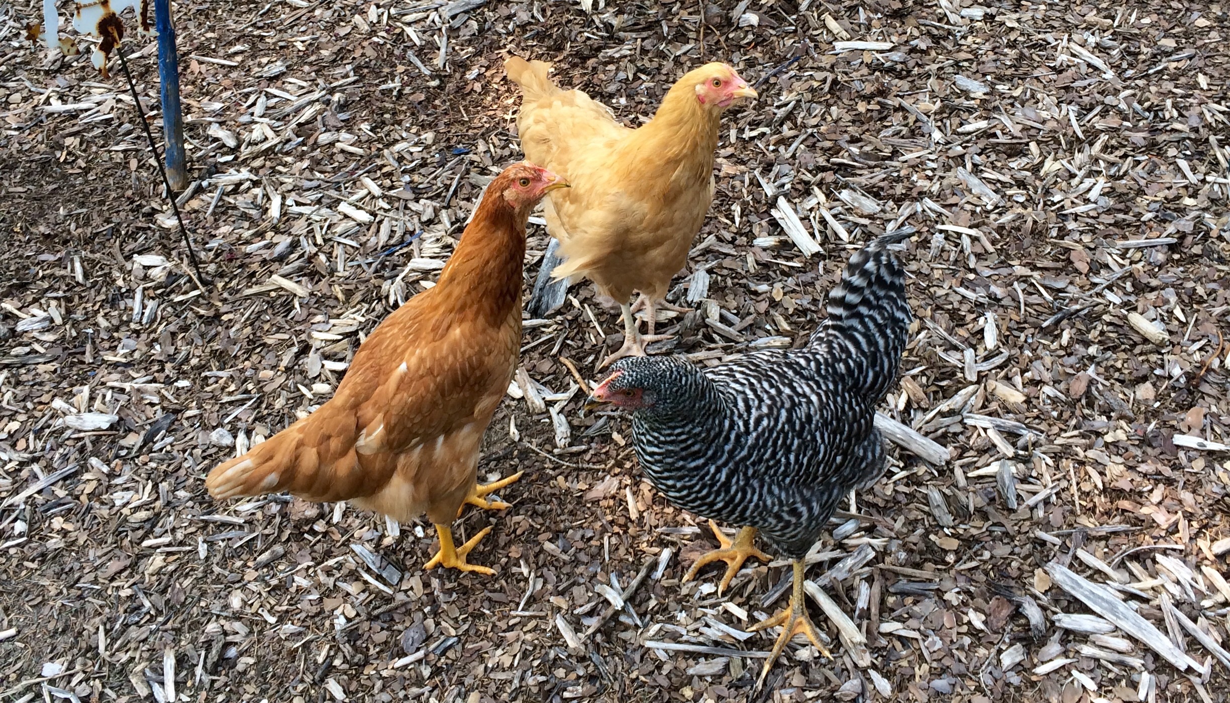 My friends lovely chickens In Lansing 