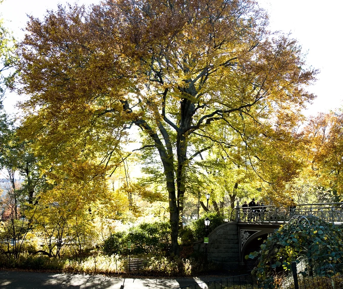 Central Park in the fall