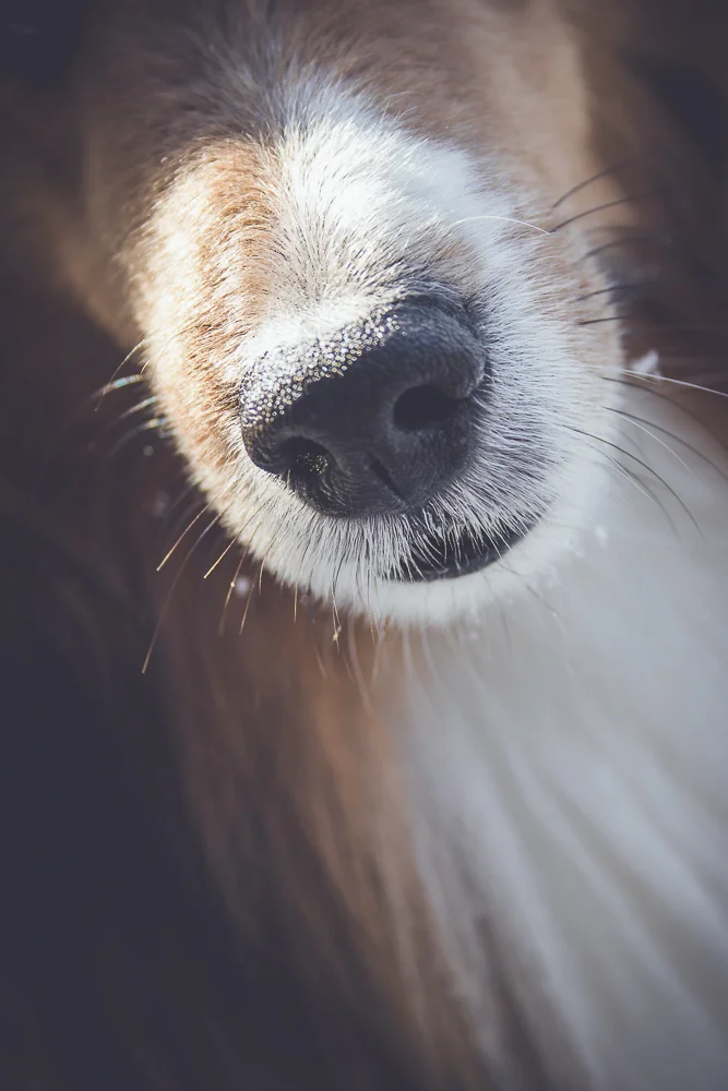 Jack the Shetland Sheepdog