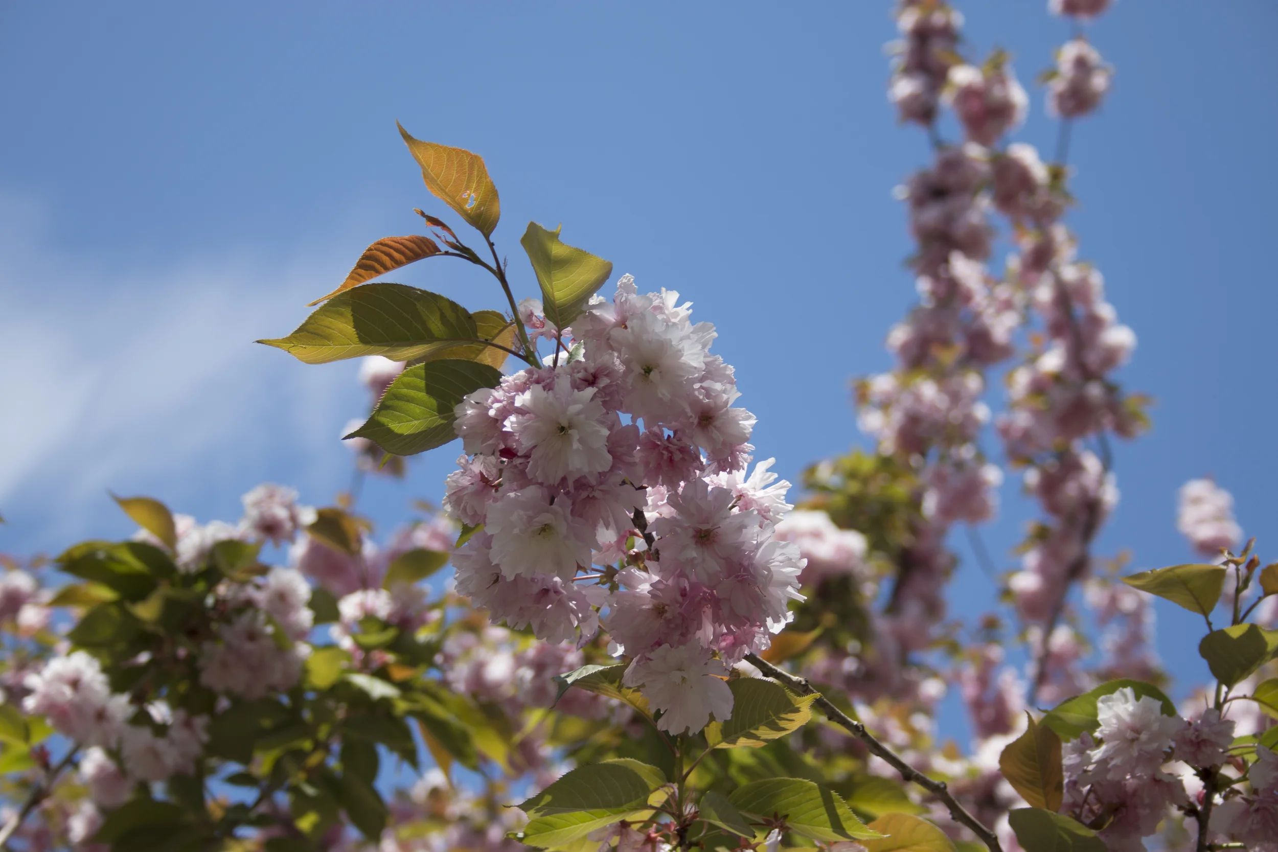Cherry Blossom Festival NYC 2016