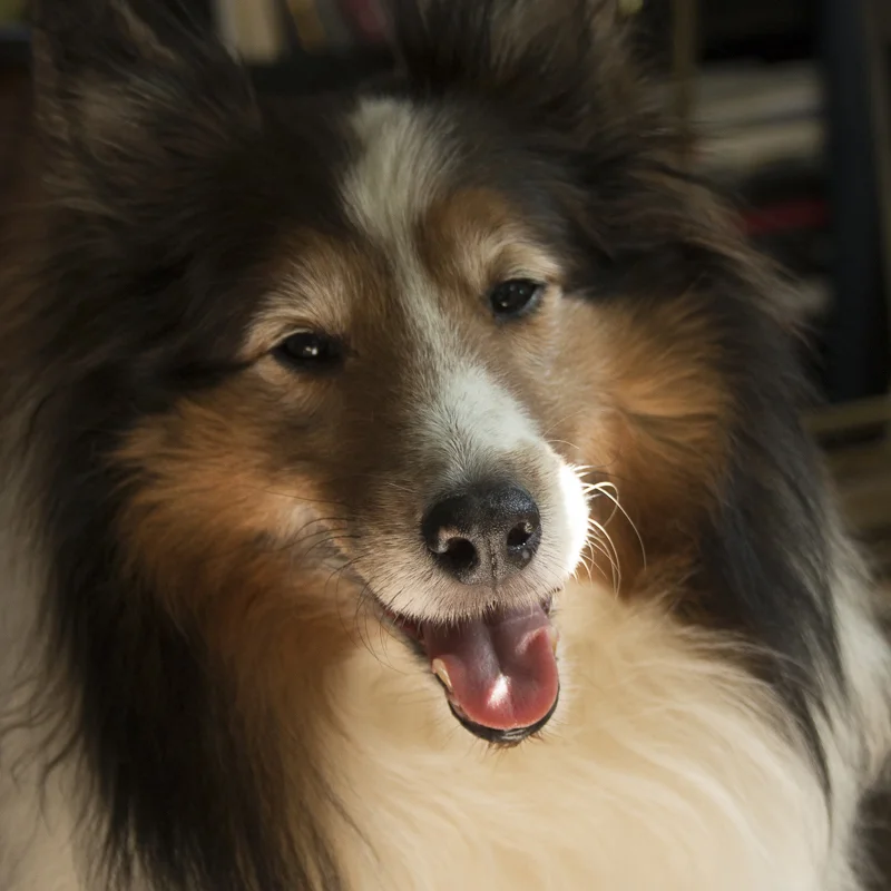 Shetland Sheepdog Portraits 