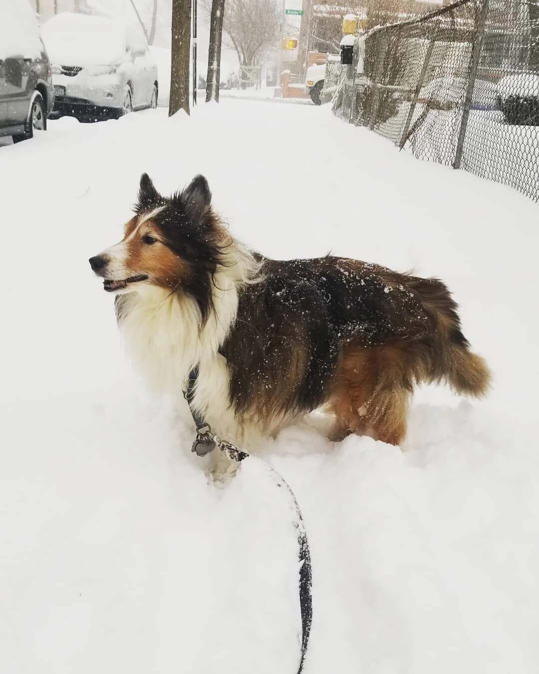Winter boi @acethesheltie
