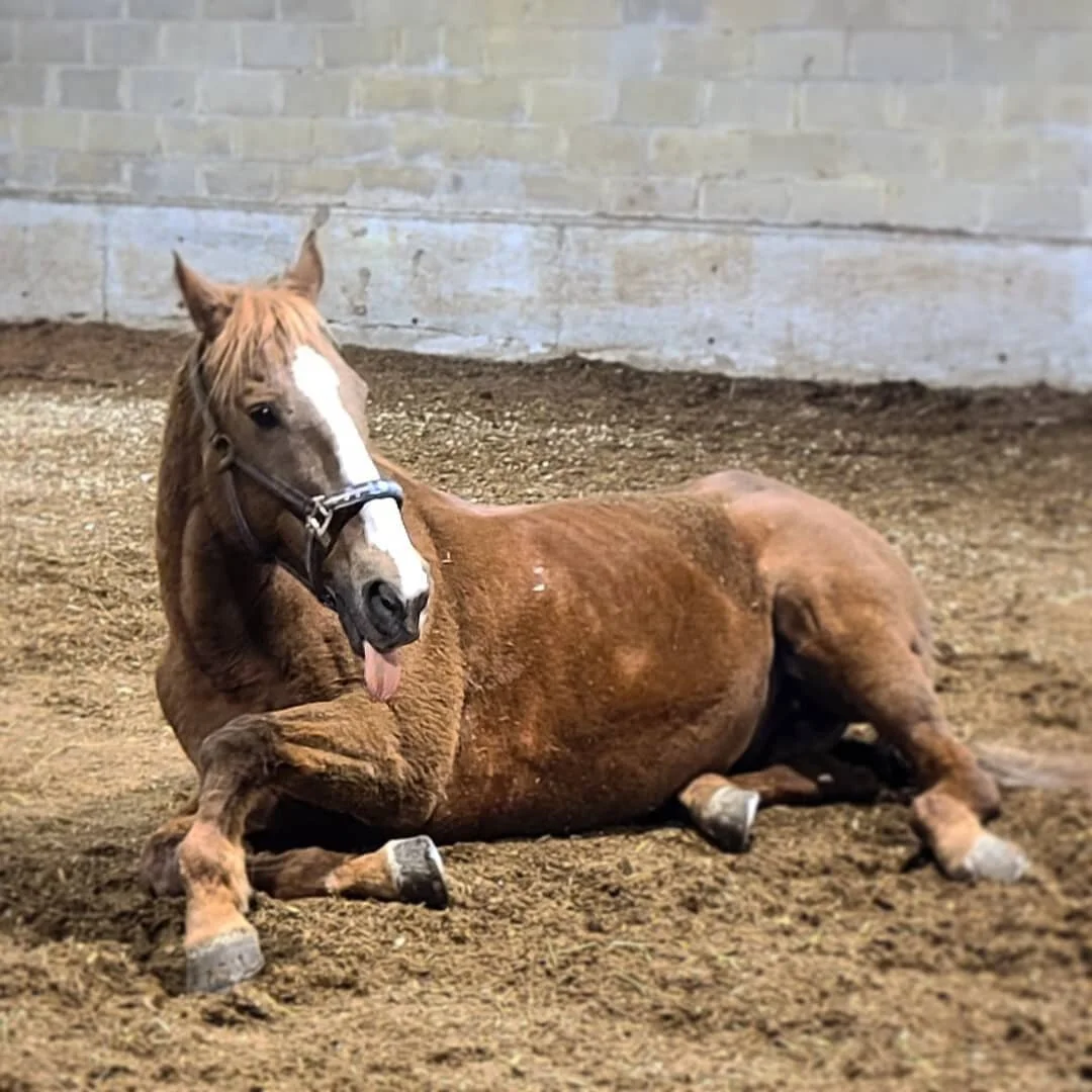 How I wanna be in 2021 👅 🐴 #tb @kensington_stables