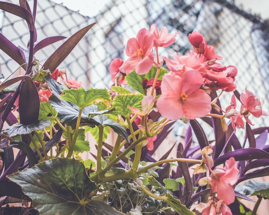 Photo of pink flowers against chain link fence in natural lighting