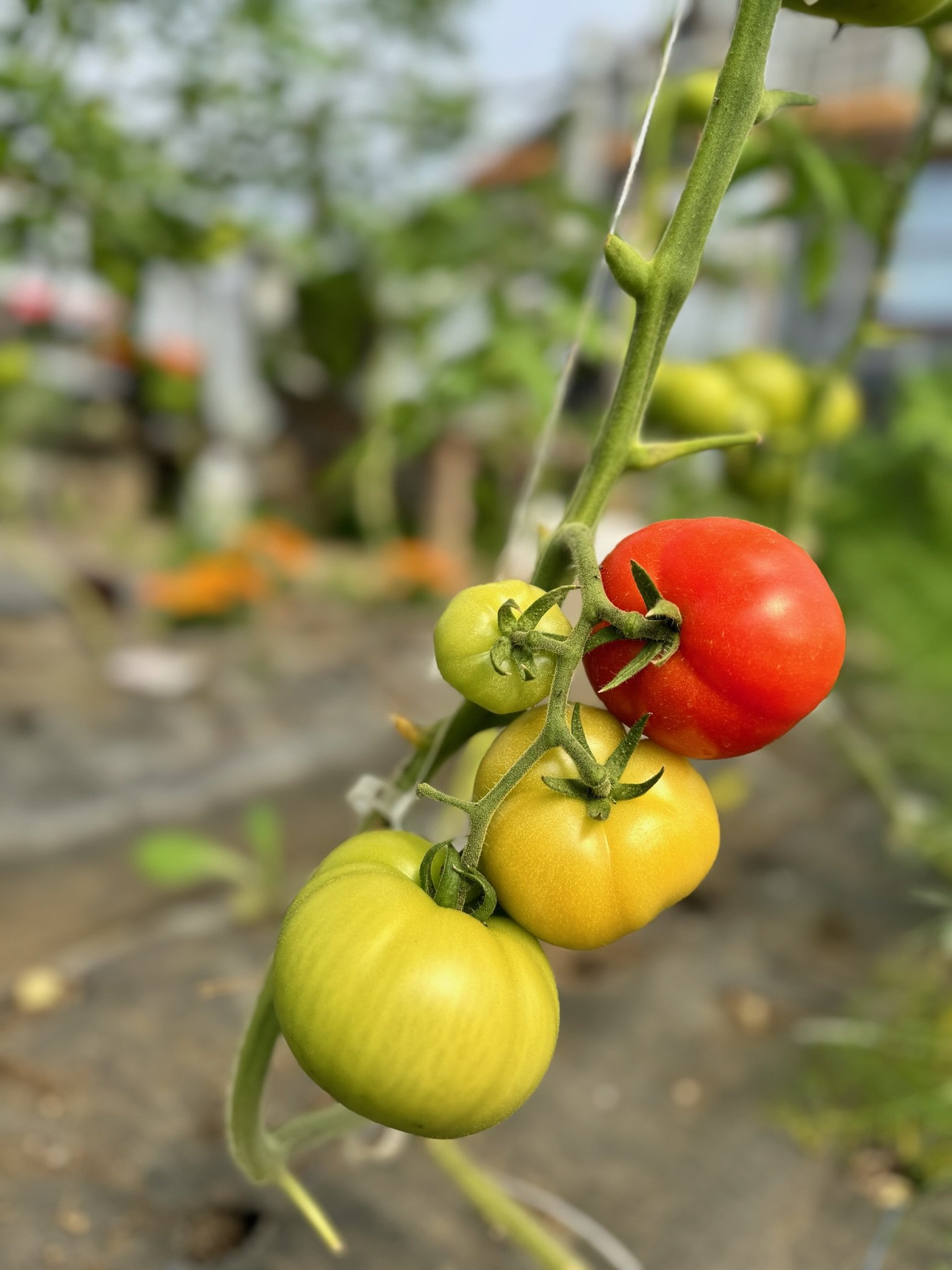 Pick up #5 June 13, 2024: Final Pickup