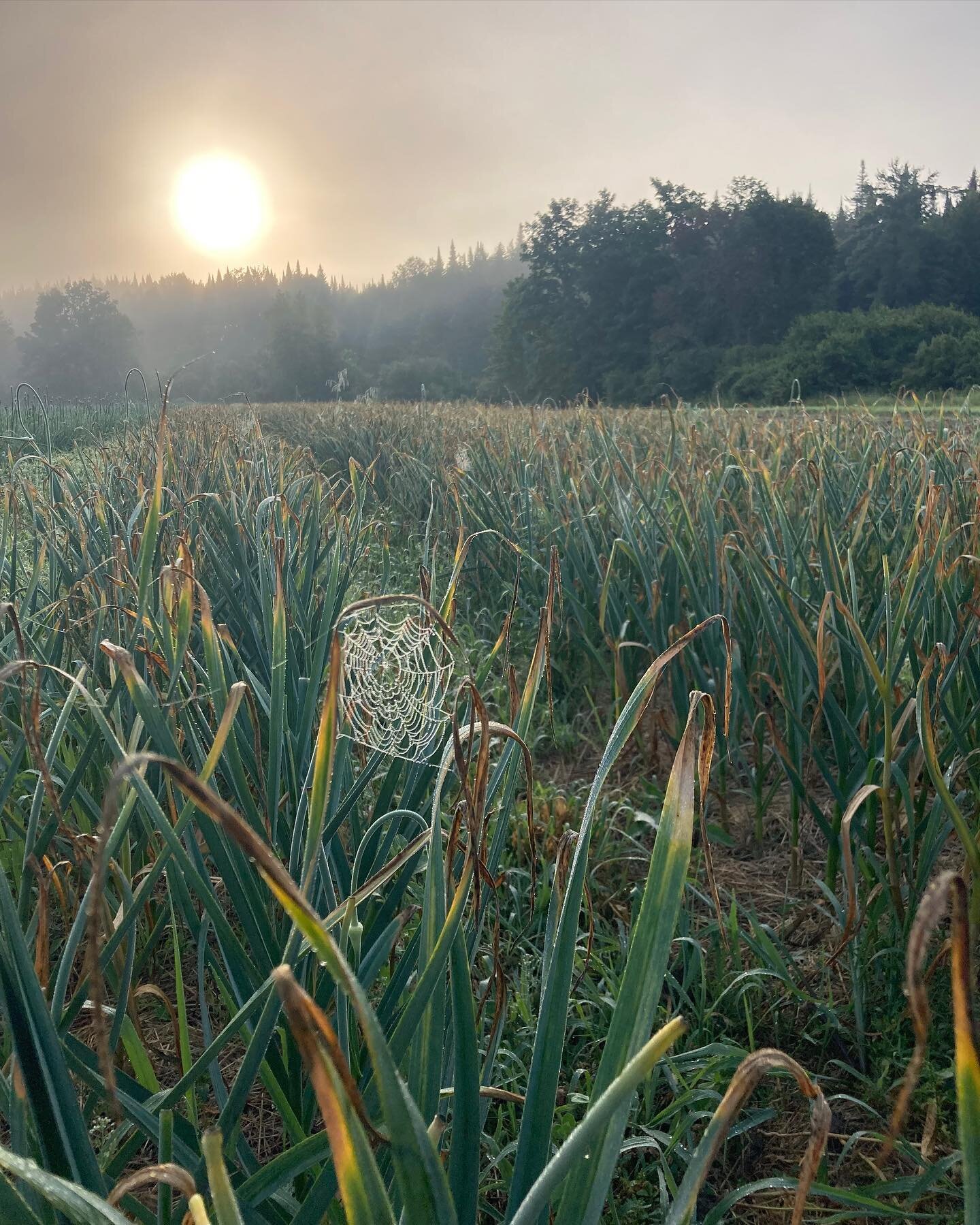 Sunrise oxbow field capture by Tim